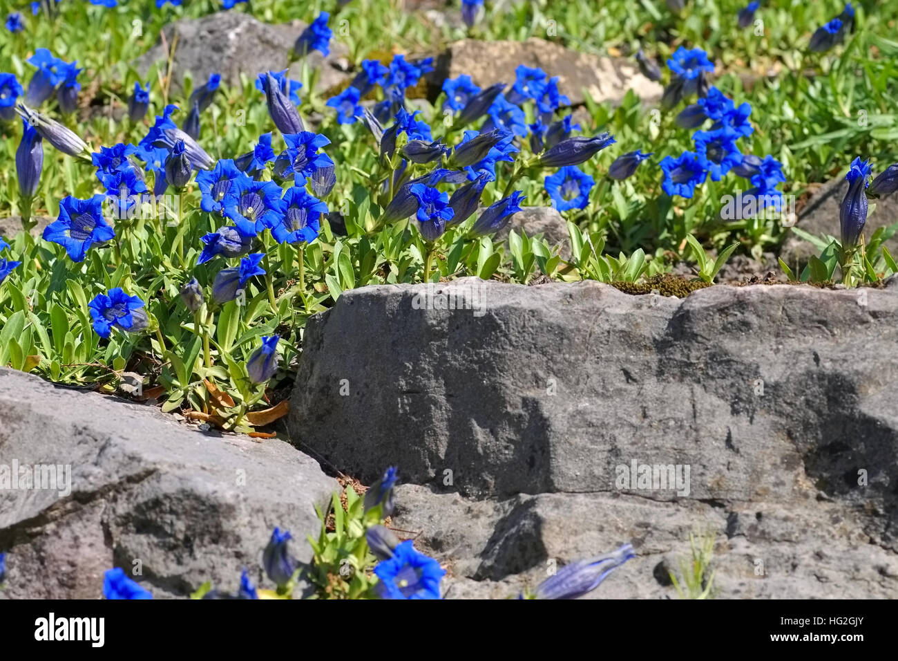 Kochscher Enzian oder Gentiana acaulis - stemless gentian or Gentiana acaulis flower in spring Stock Photo