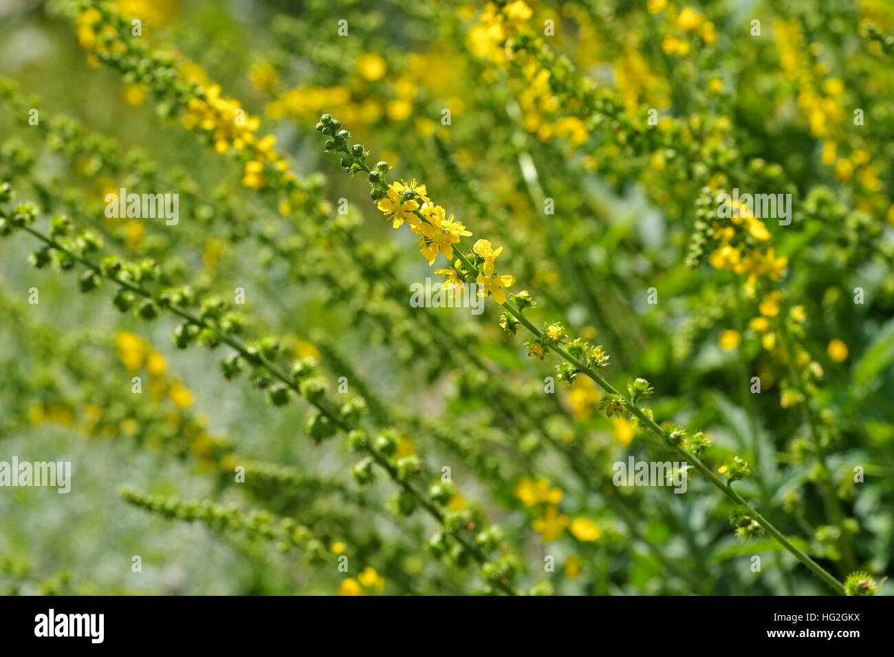 die Heilpflanze Odermenning oder Agrimonia Eupatoria - the herbal plant common agrimony or Agrimonia eupatoria Stock Photo