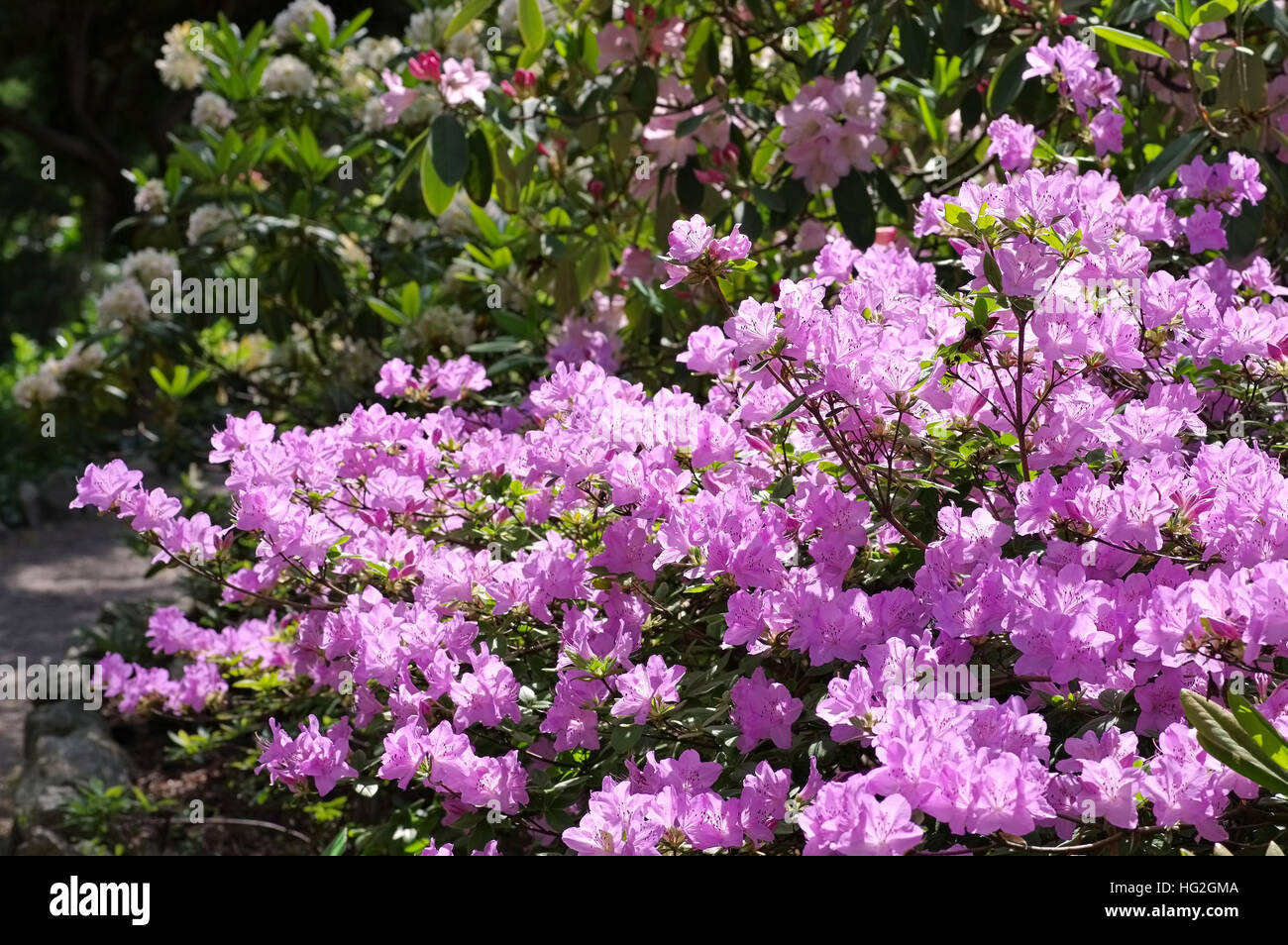 Rhododendron schlippenbachii im Frühling - Rhododendron schlippenbachii plant in spring Stock Photo