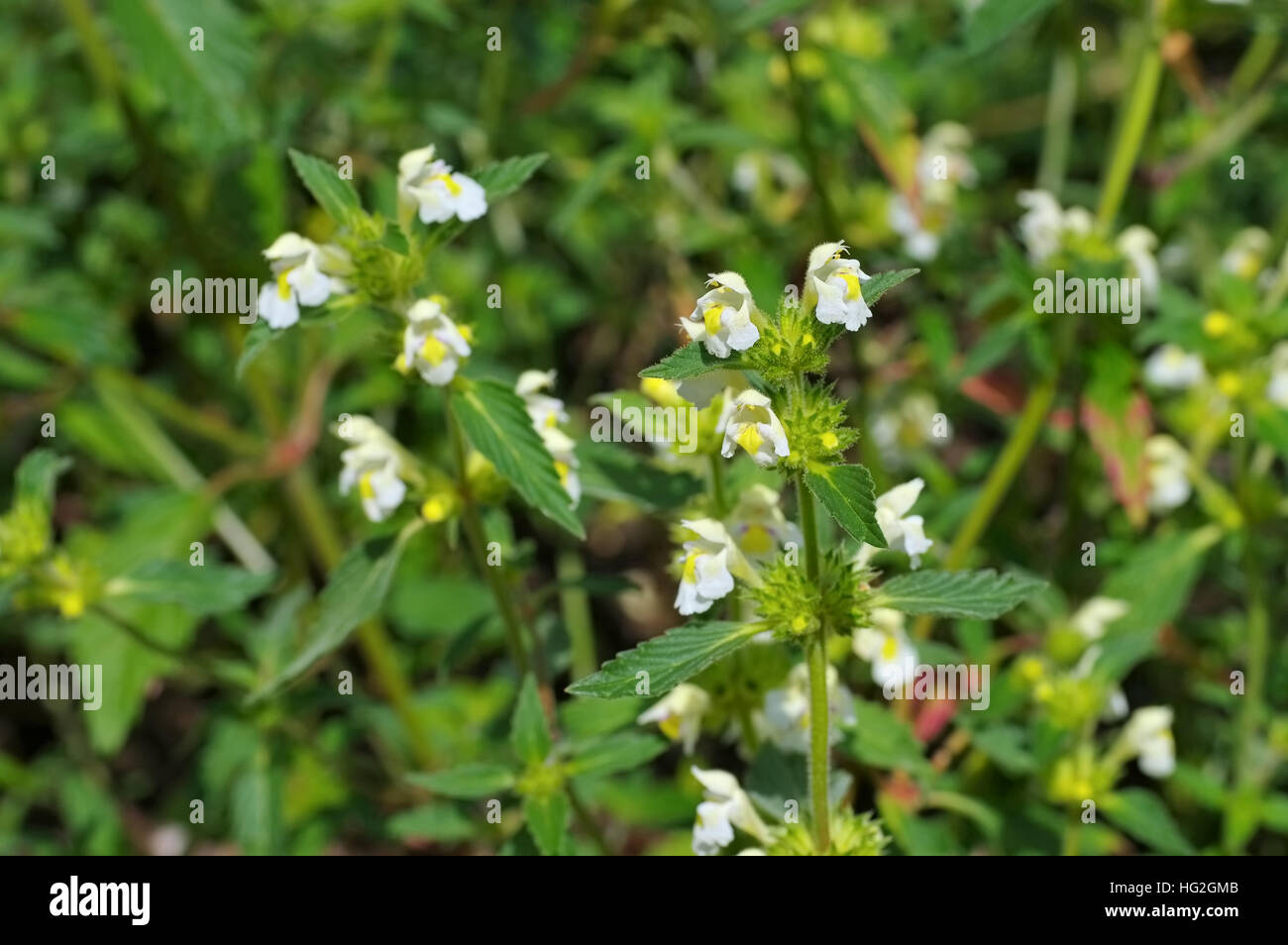 die Heilpflanze Saat-Hohlzahn - the herbal plant  Downy Hemp-nettle or Galeopsis segetum Stock Photo