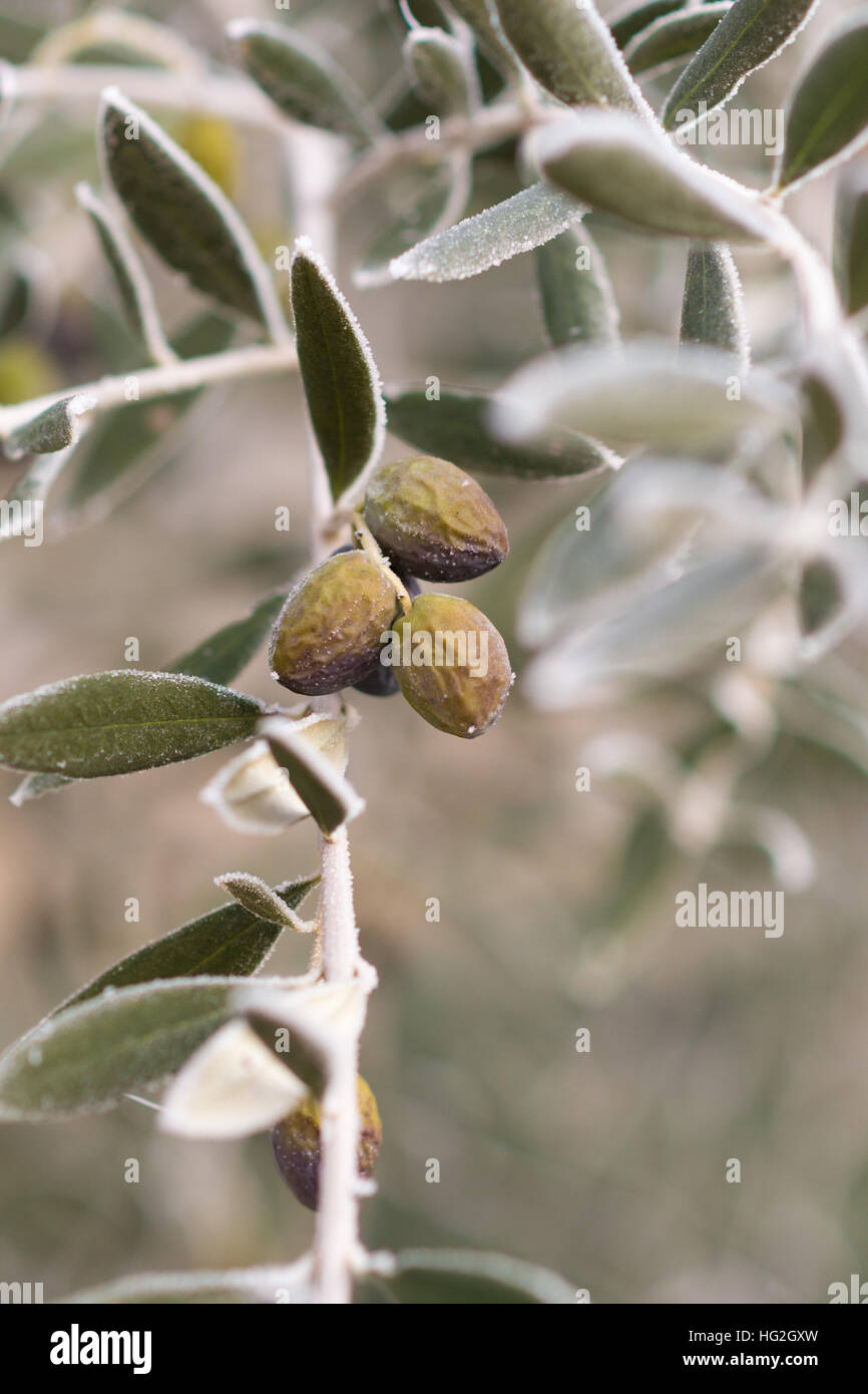Olives covered with frost on the branch of an olive tree Stock Photo