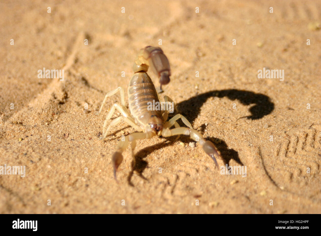 Arthropod dangerous scorpions crawling insects in the sand Stock Photo