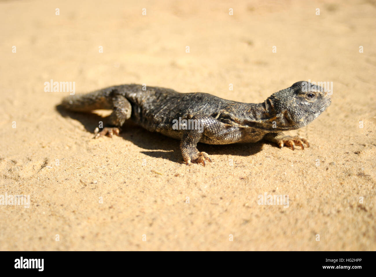 Groveler hires stock photography and images Alamy