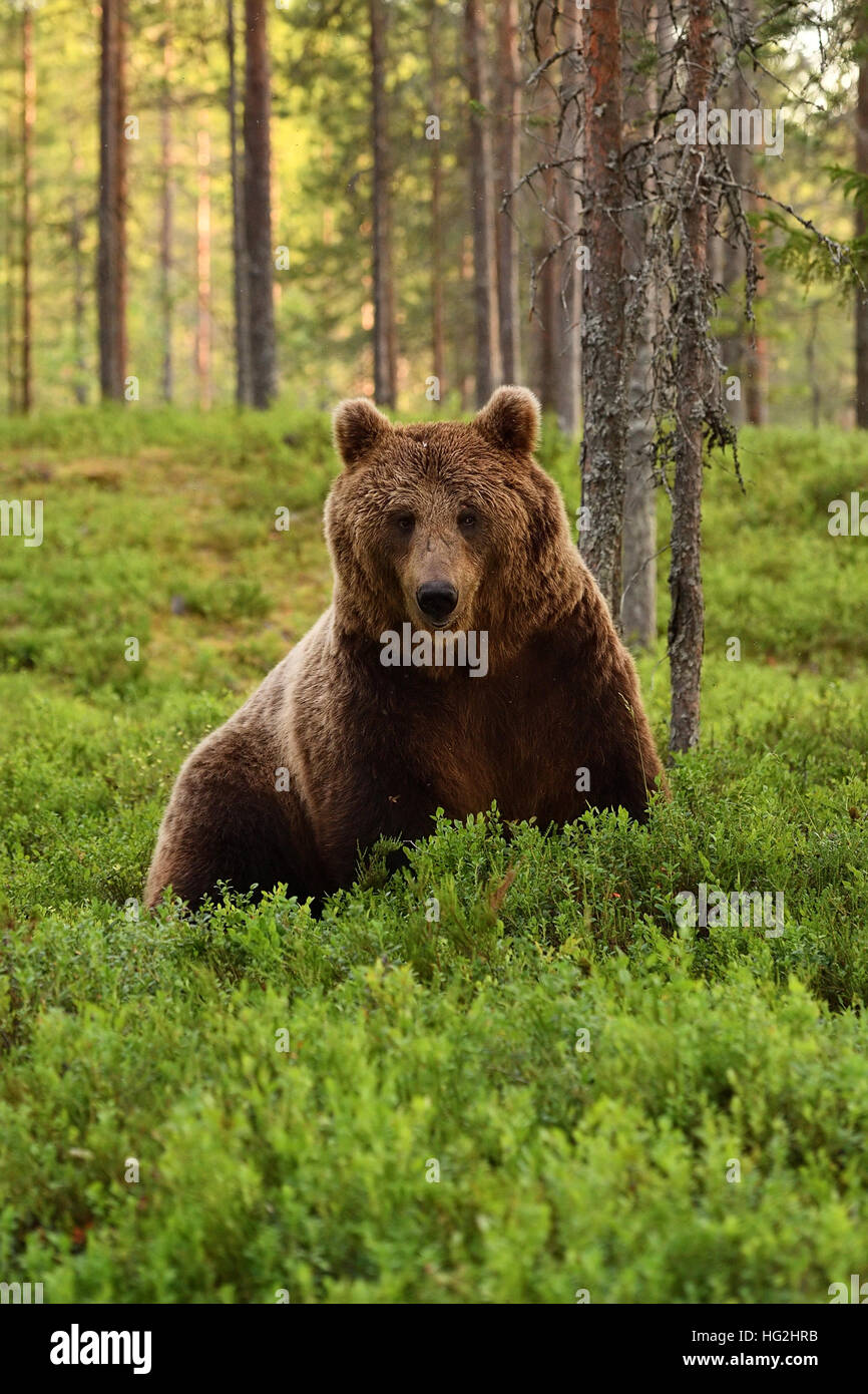 Brown bear (ursus arctos) in a forest at summer Stock Photo - Alamy