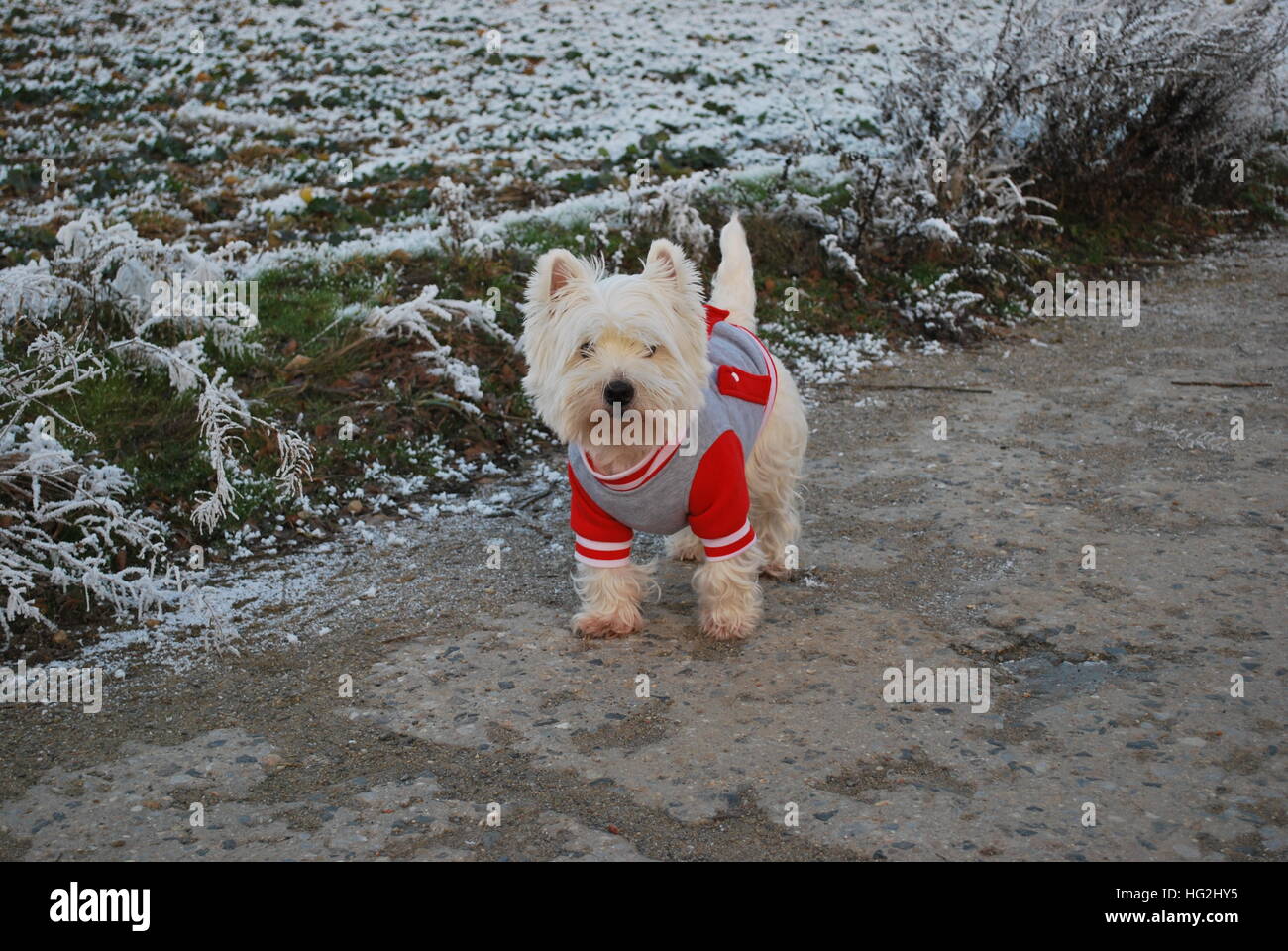 Westie coat top
