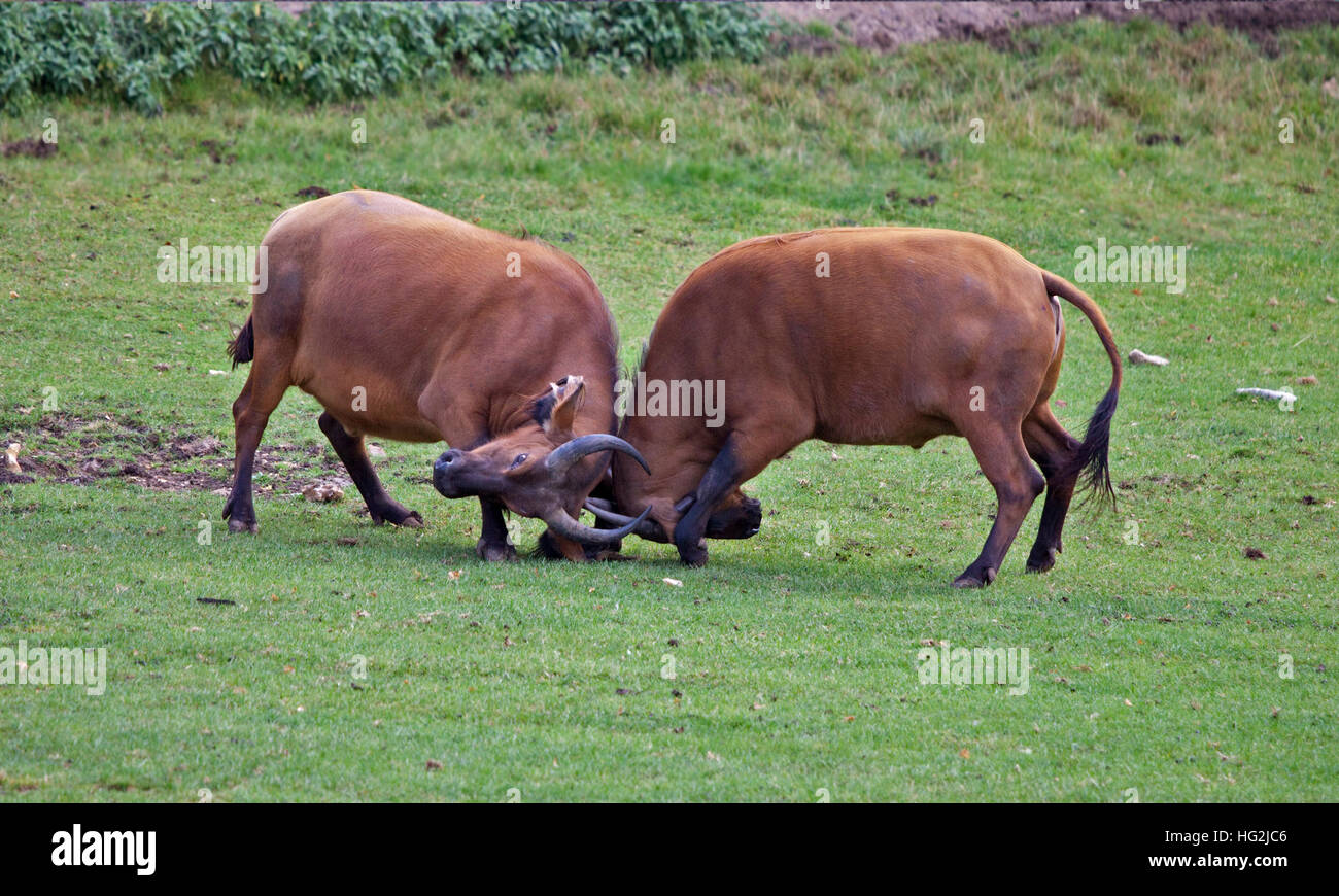 Two Congo Buffalos (syncerus caffer nanus) sparring Stock Photo