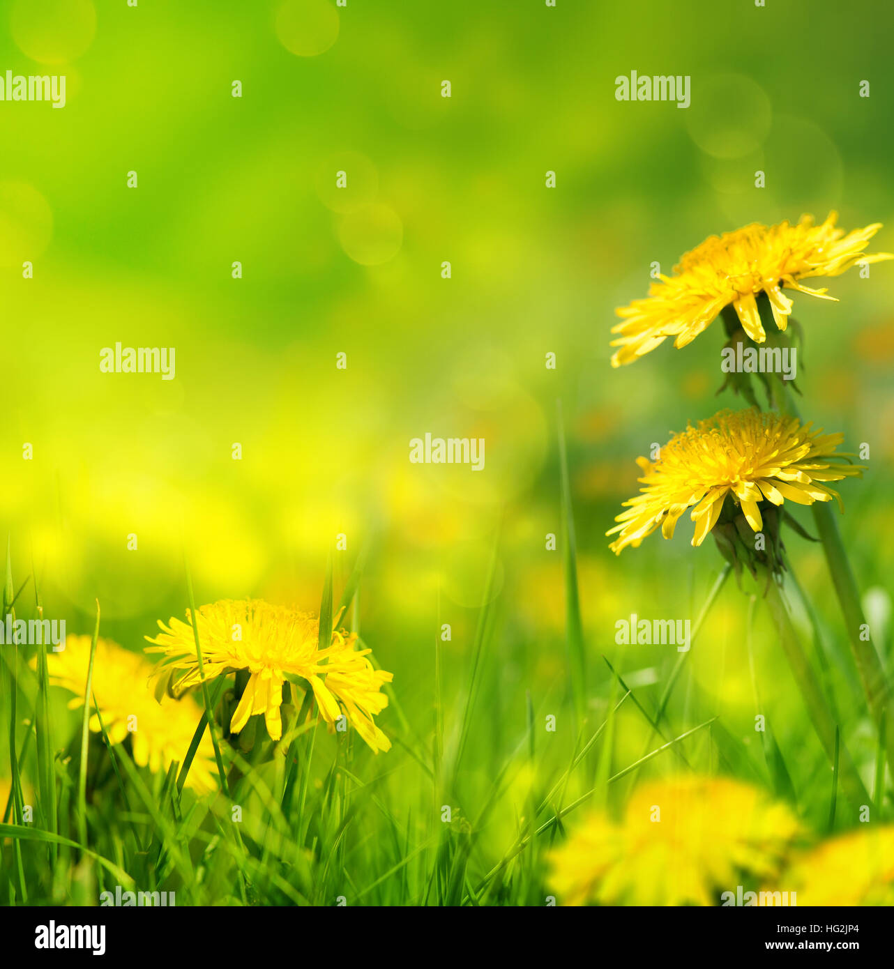art Beautiful spring flowers background Stock Photo - Alamy