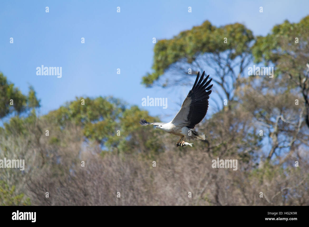 white-bellied-sea-eagle-haliaeetus-leucogaster-hunting-HG2K9R.jpg