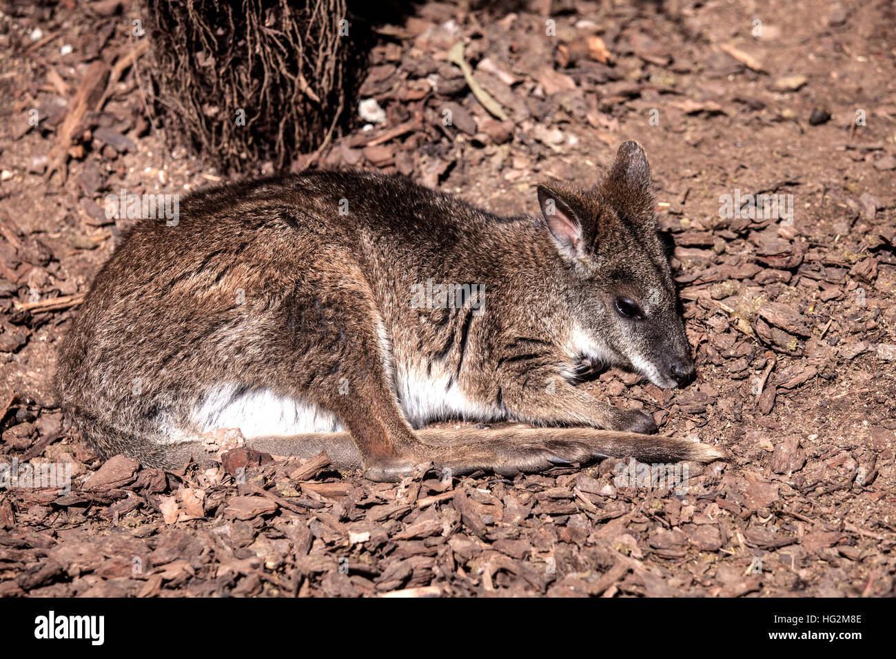 Swamp wallaby lies quietly Stock Photo