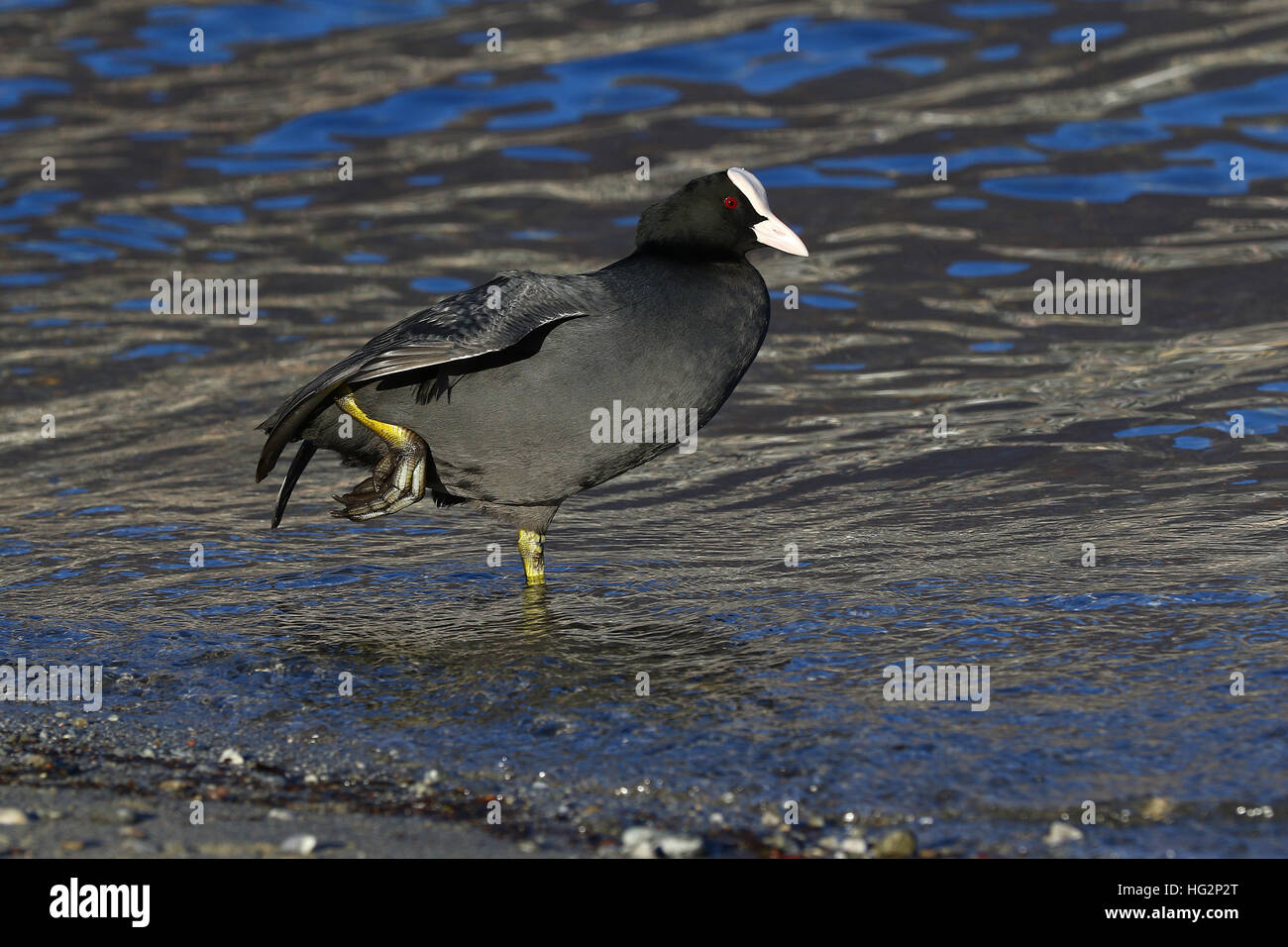 Eurasian coot, Fulica Atra, in shallow water streching its legs and wings at the lake shore Stock Photo