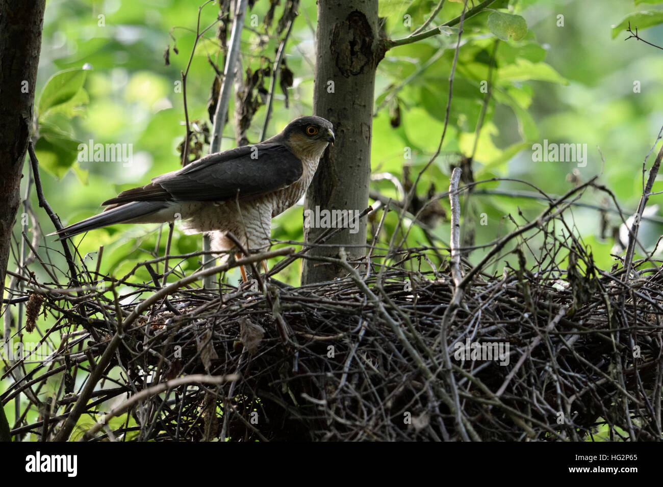 Eurasian Sparrowhawk / Sperber ( Accipiter nisus ), adult male, standing on the edge of its eyrie, hidden nest, watching around attentively, Europe. Stock Photo