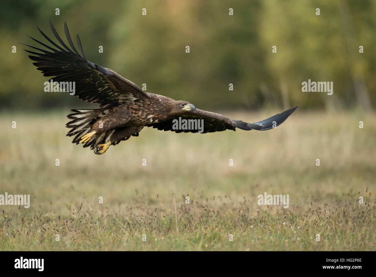 White-tailed Eagle / Sea Eagle ( Haliaeetus albicilla ), young, in gliding flight, flying close over a meadow, stretched wingswildlife, Europe. Stock Photo