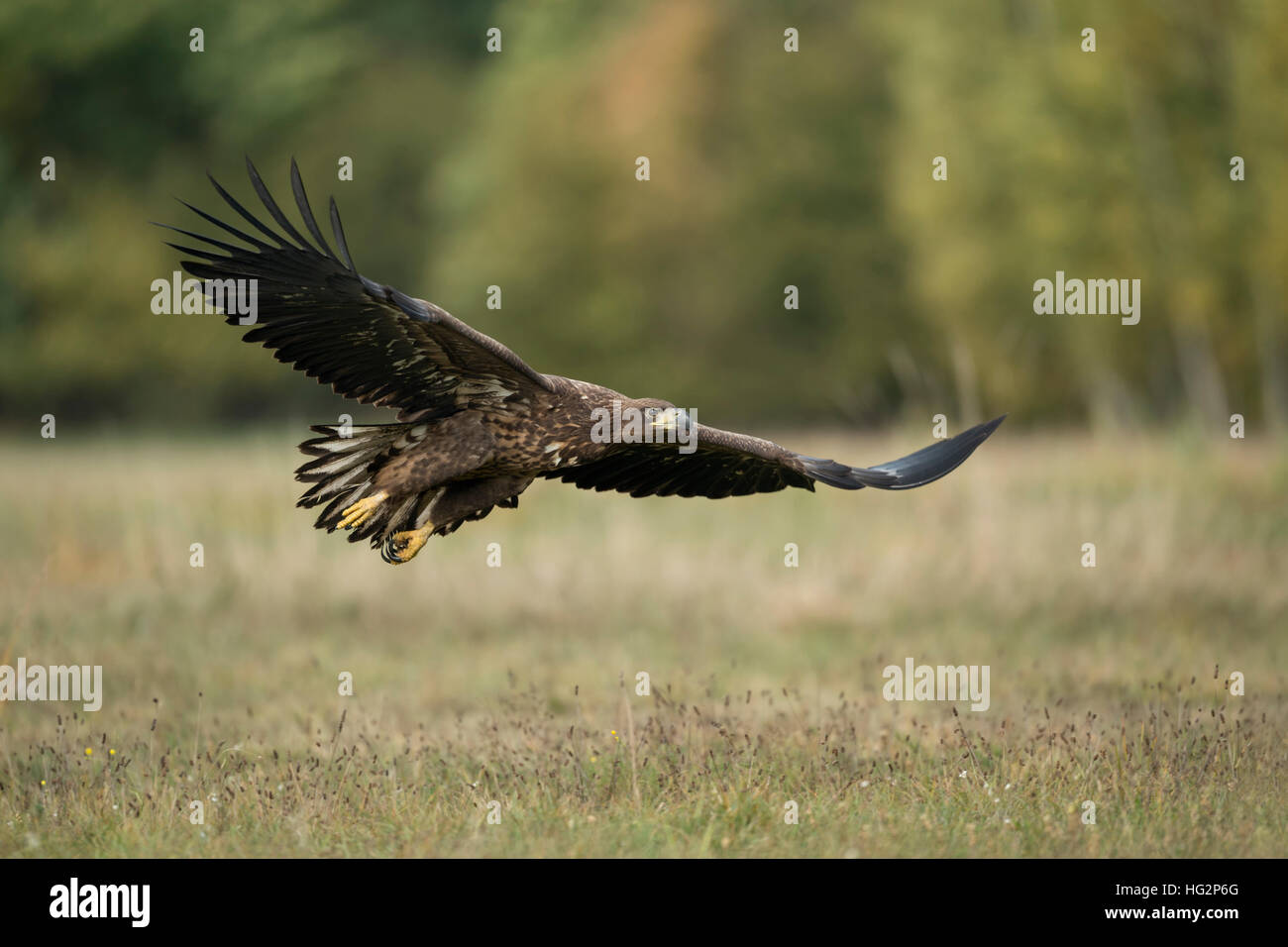 White-tailed Eagle / Sea Eagle ( Haliaeetus albicilla ), young, in gliding flight, flying close over a meadow, stretched wings, wildlife, Europe. Stock Photo