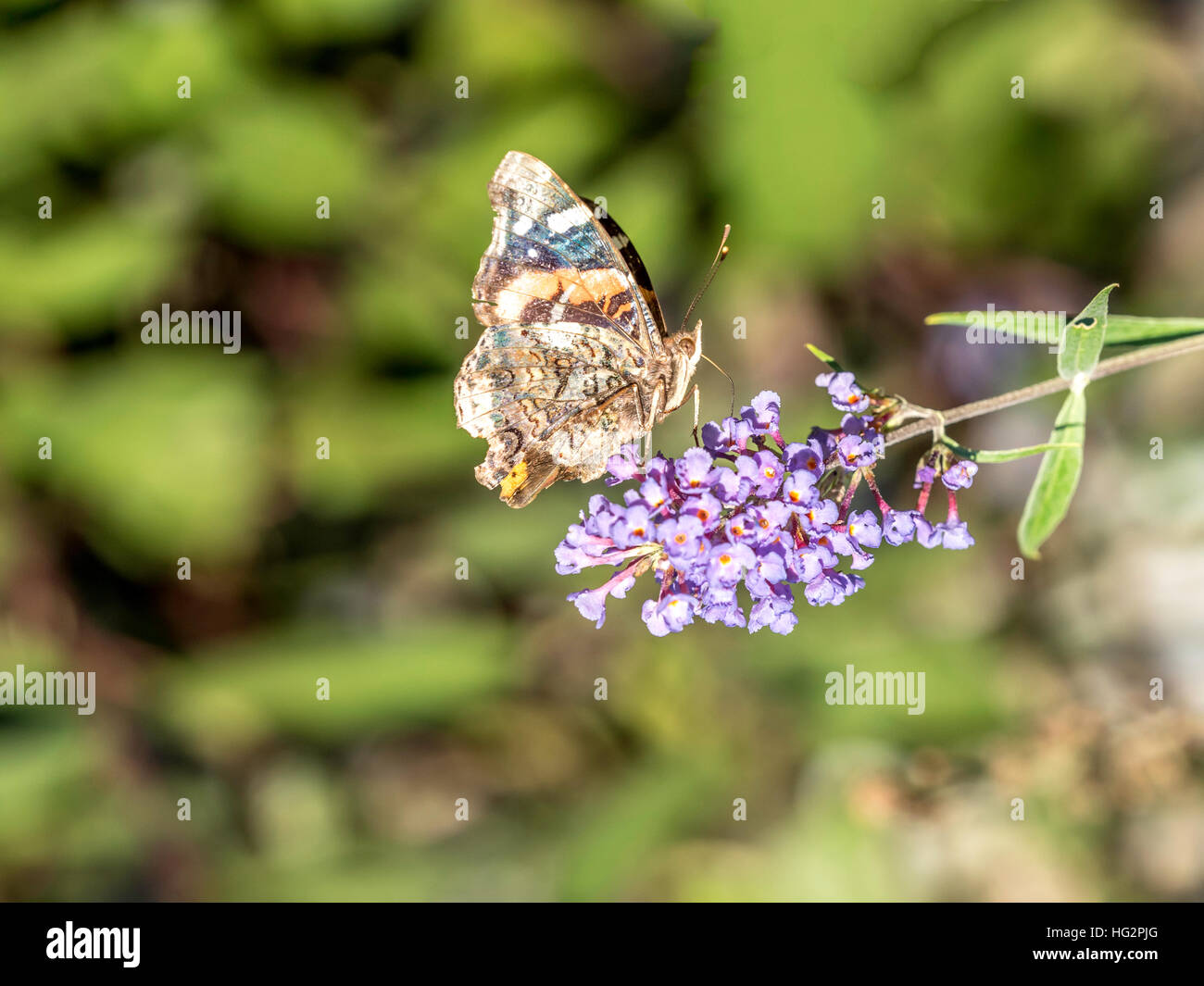 Cynthia butterflies, called painted ladies, a subgenus of the genus