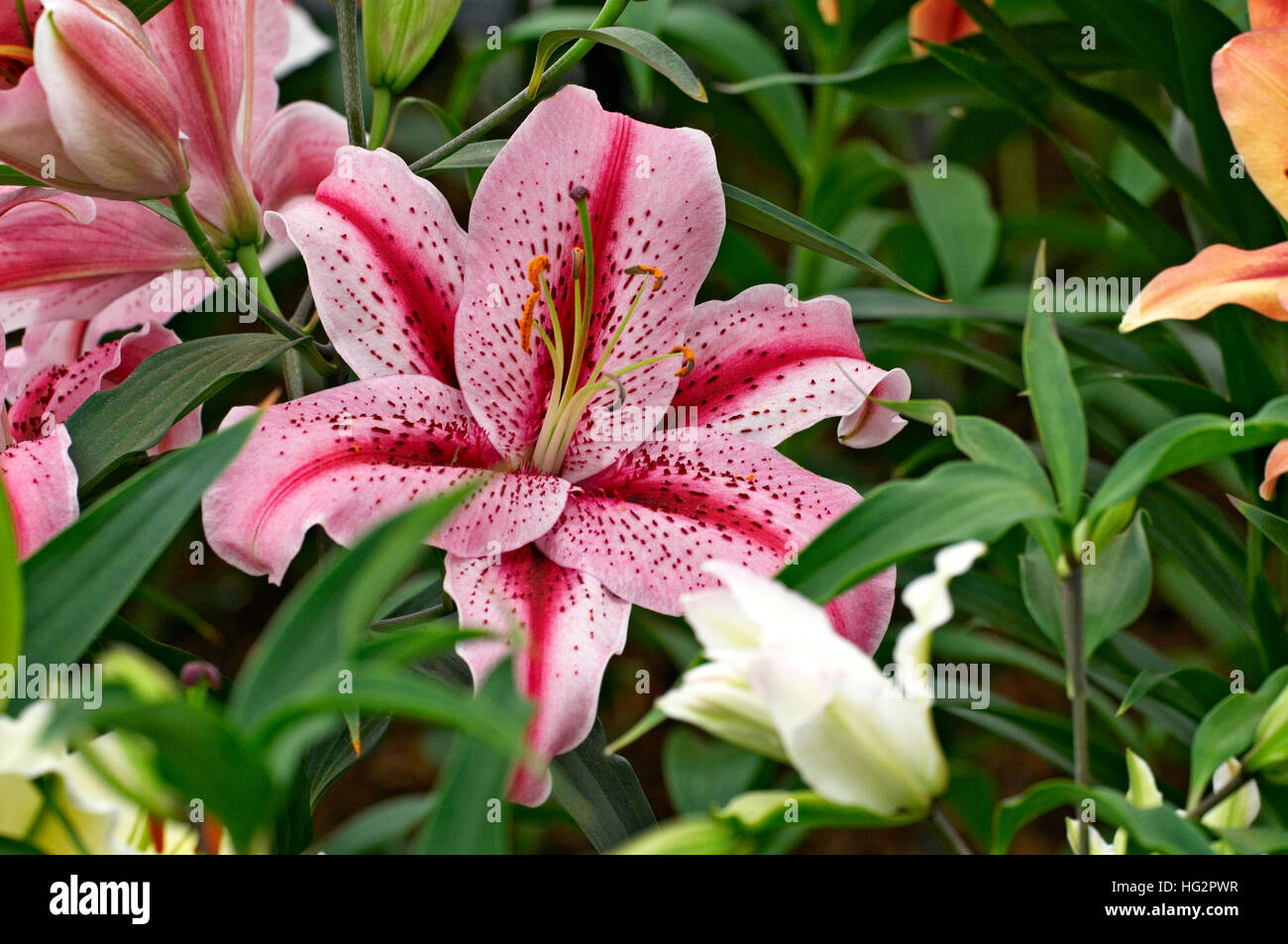 Flowering Lily 'Tiger Edition' close up in a Cottage Garden Stock Photo