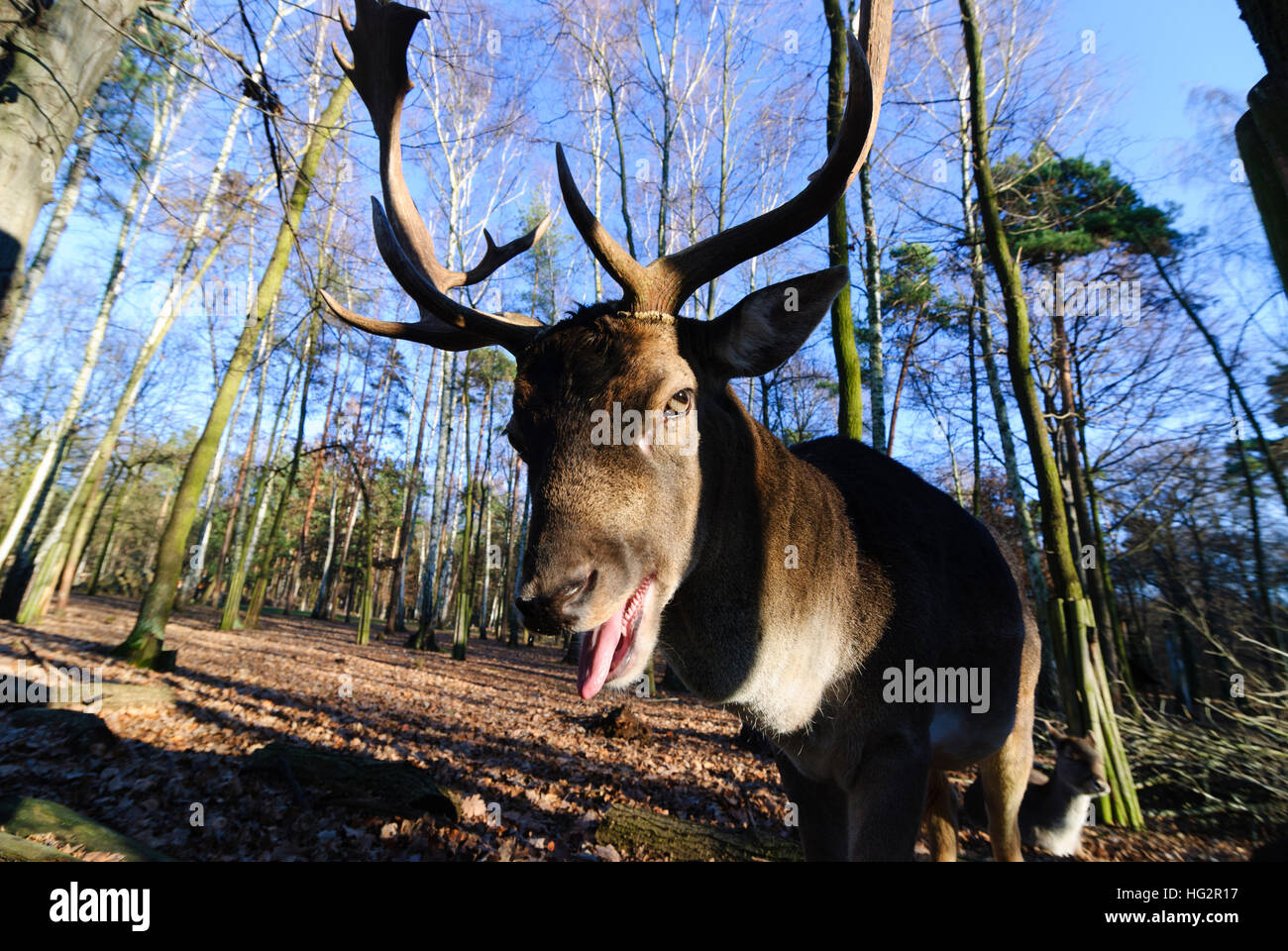 Dresden: Fallow buck (Dama dama), , Sachsen, Saxony, Germany Stock Photo