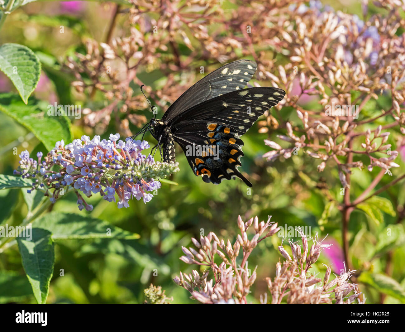 Eastern Tiger Swallowtail, Papilio Glaucus Is A Species Of Swallowtail ...