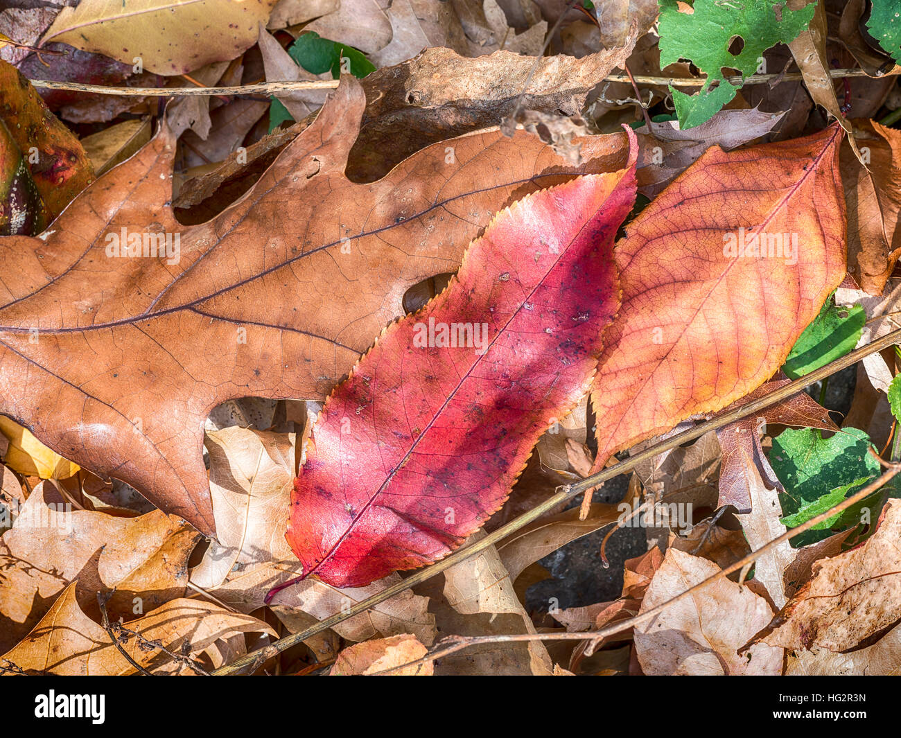 Autumn leaves on forest floor Stock Photo - Alamy