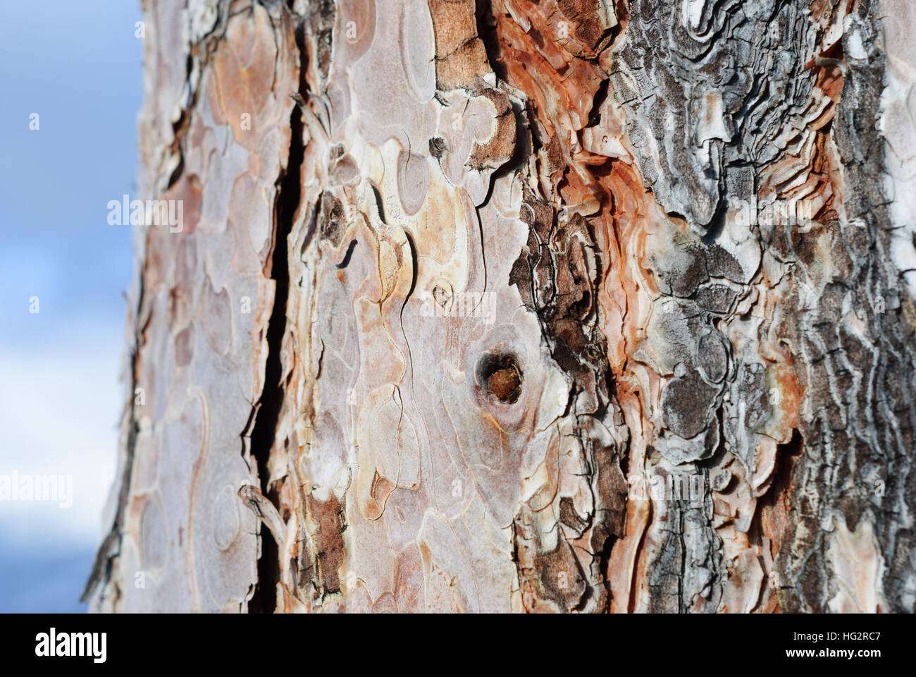 Bark of a mountain pine (Pinus mugo) Stock Photo