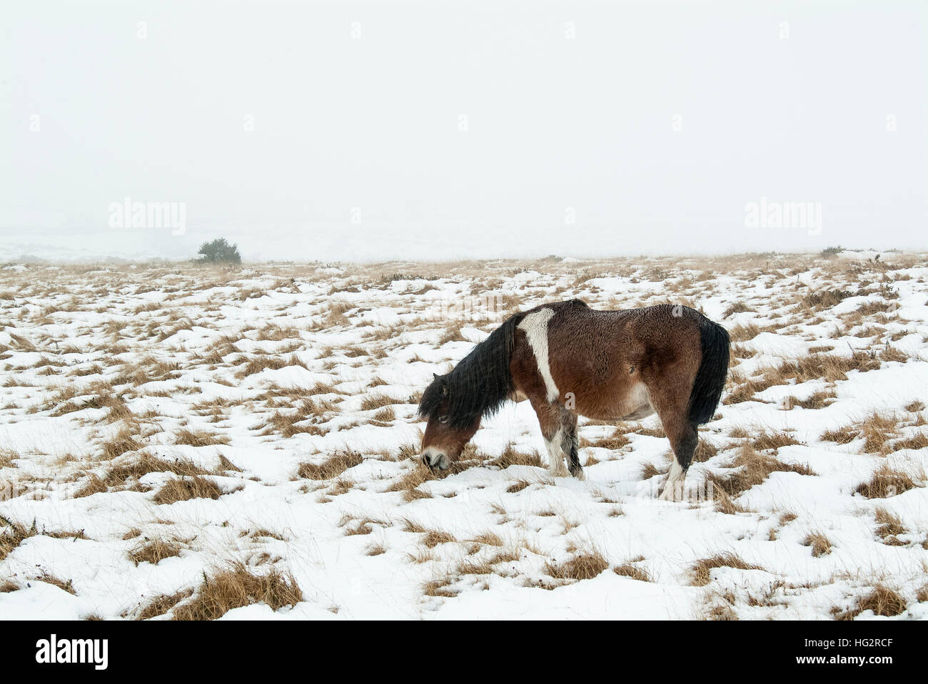 Wild pony on Dartmoor, England UK Stock Photo Alamy