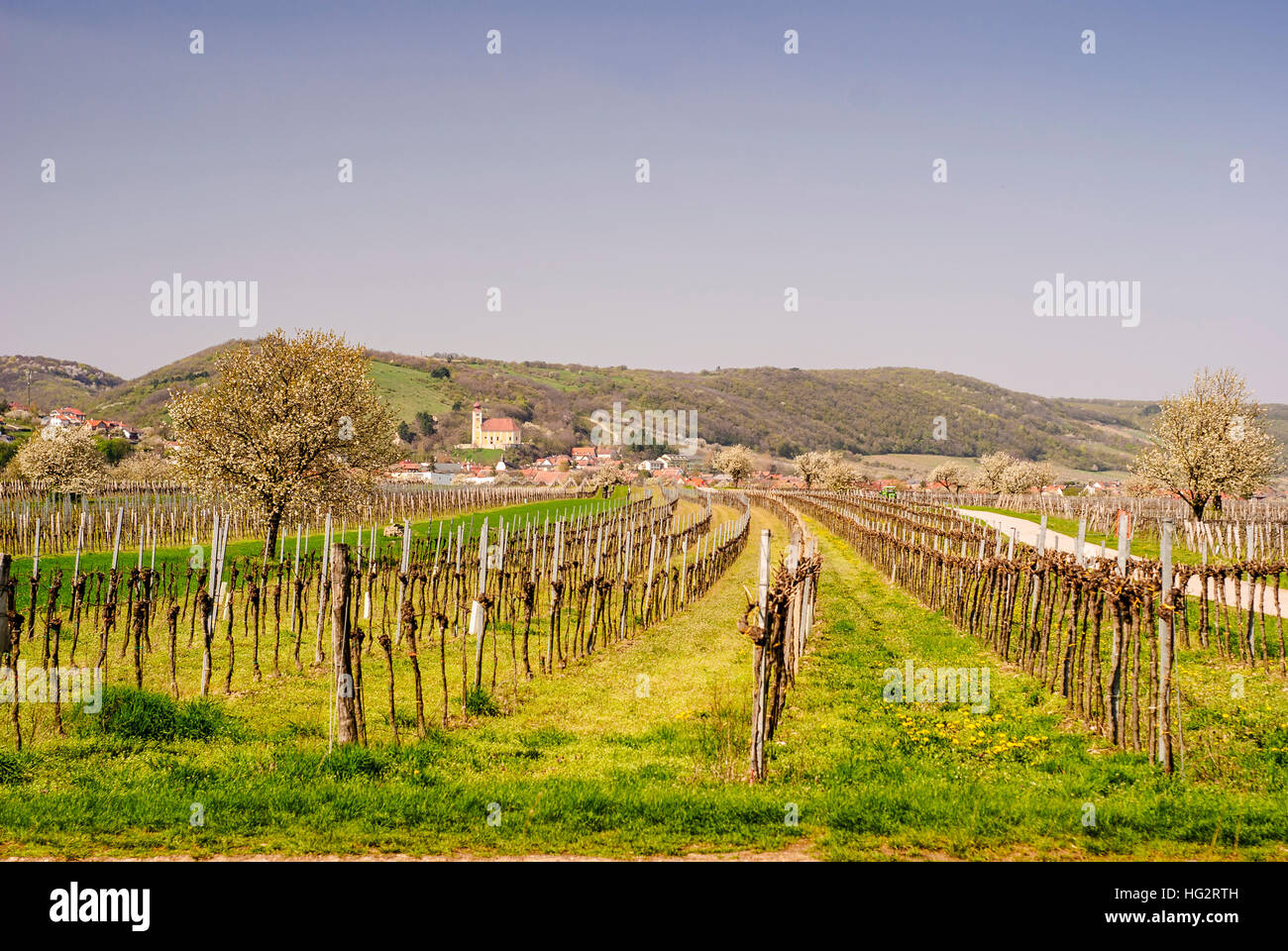 Donnerskirchen: View over wine fields and cherry trees to the mountain church - Neusiedler See, , Burgenland, Austria Stock Photo