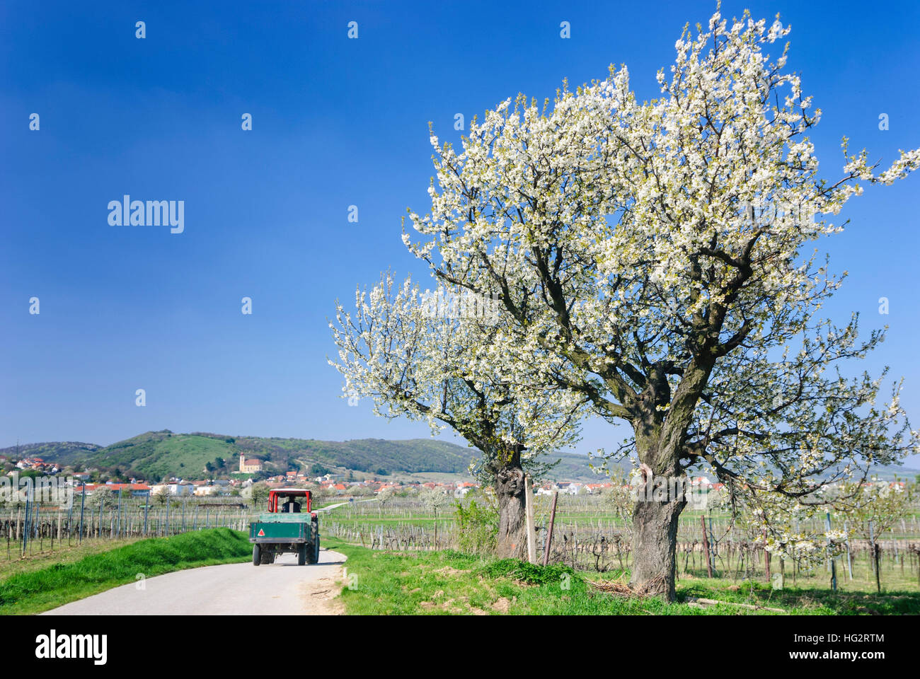 Donnerskirchen: view over wine fields and cherry trees to the mountain church - Neusiedler See, , Burgenland, Austria Stock Photo