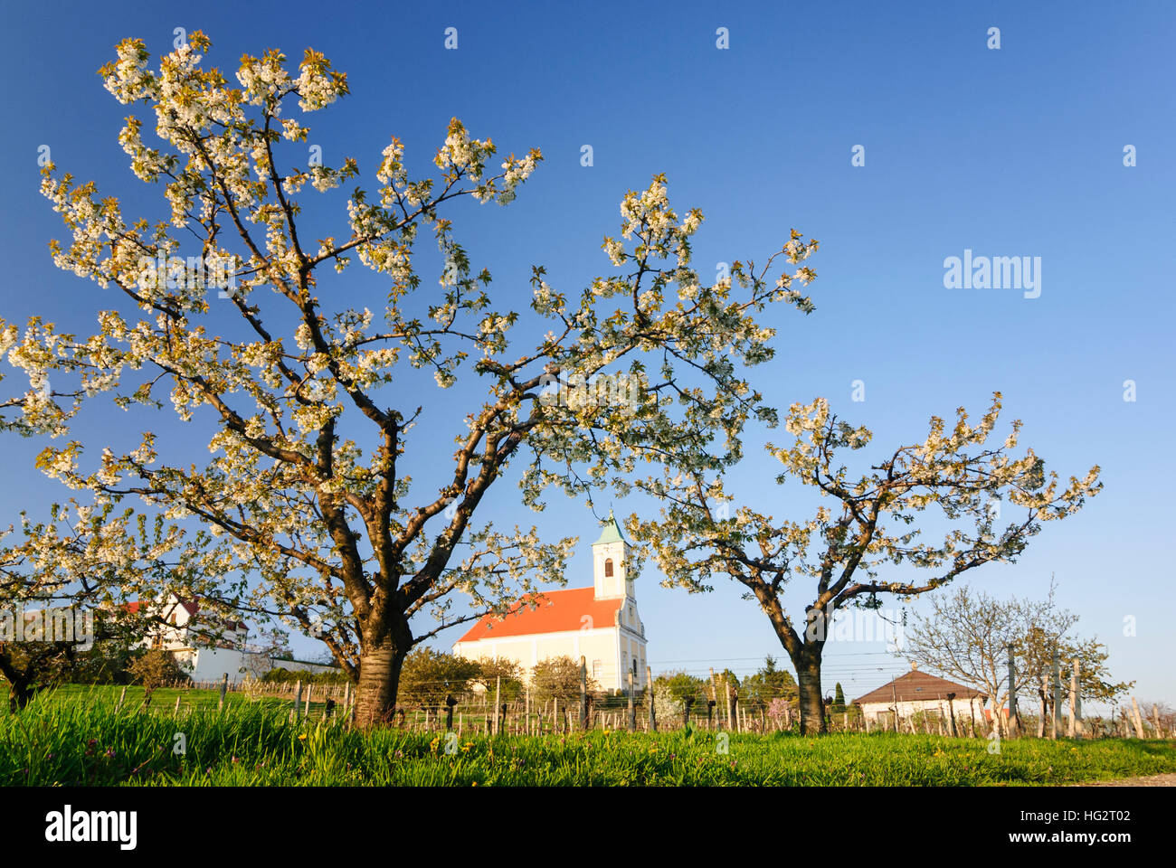 Jois: Blossoming cherry trees in front of the parish church hl. Georg - Neusiedler See, , Burgenland, Austria Stock Photo