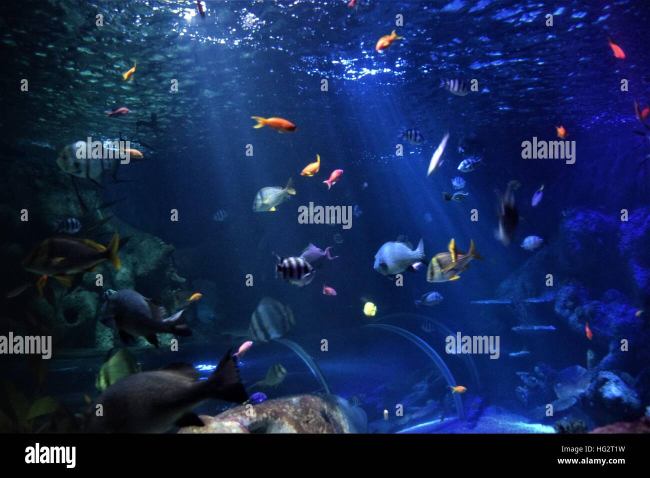 fishes Stock Photo