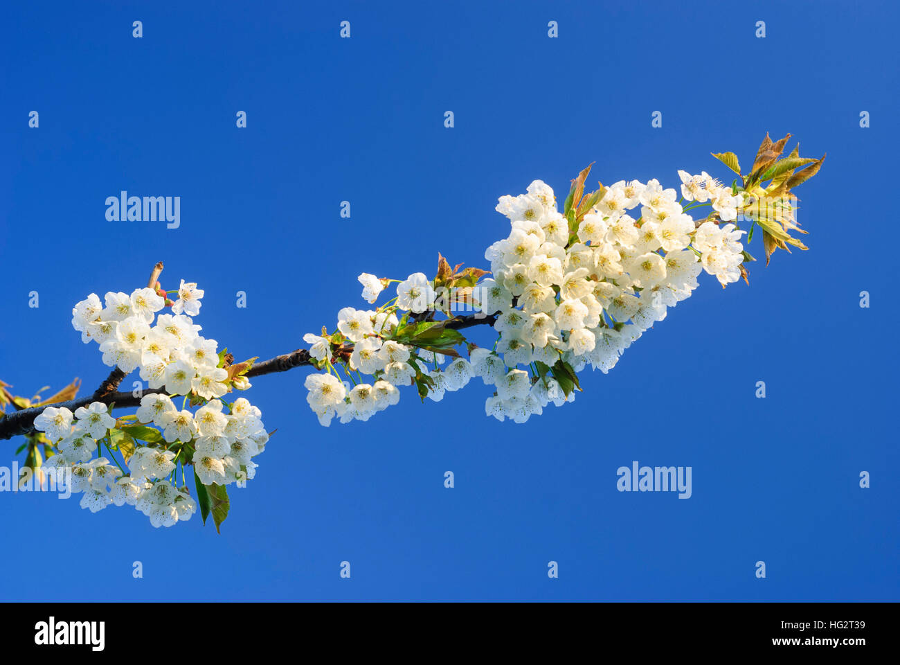 : Flowering cherry tree - Neusiedler See (Lake Neusiedl), , Burgenland, Austria Stock Photo