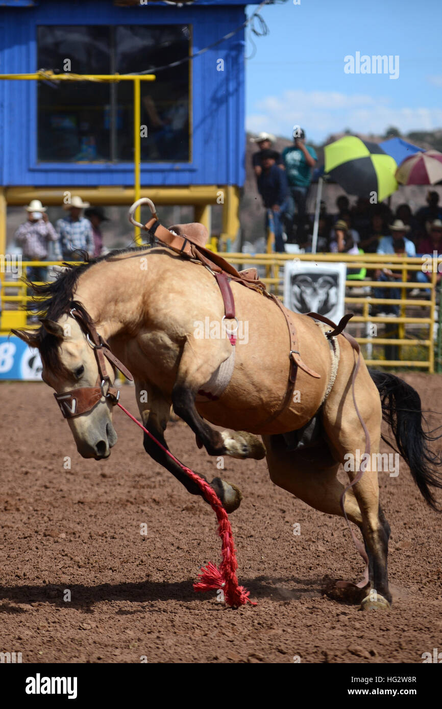 Rodeo competition during Navajo Nation Fair, a worldrenowned event