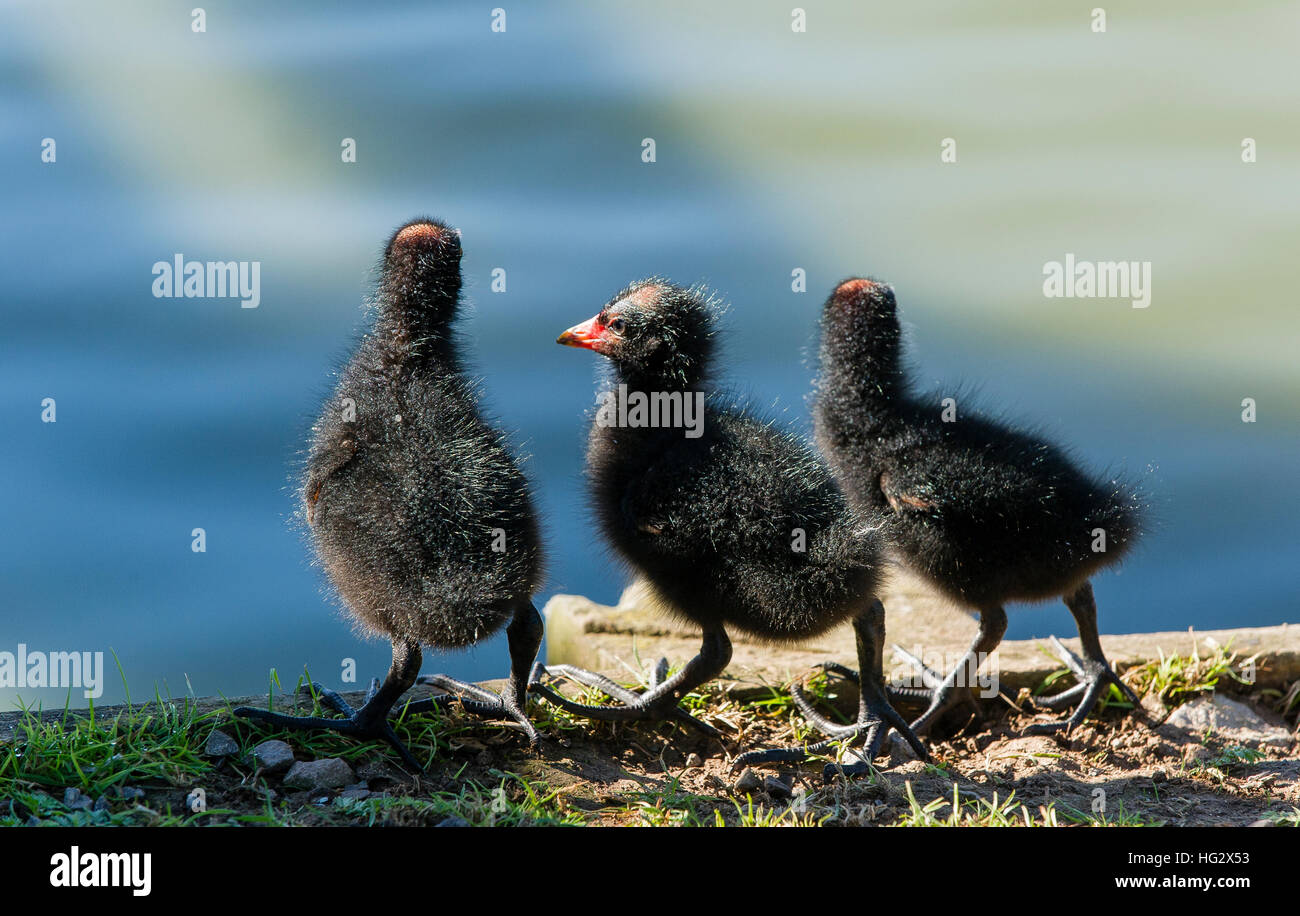 Three Moorhen chicks deciding whether or not to take a dip in the water. you can see their huge feet that they use to spread their weight when walking Stock Photo
