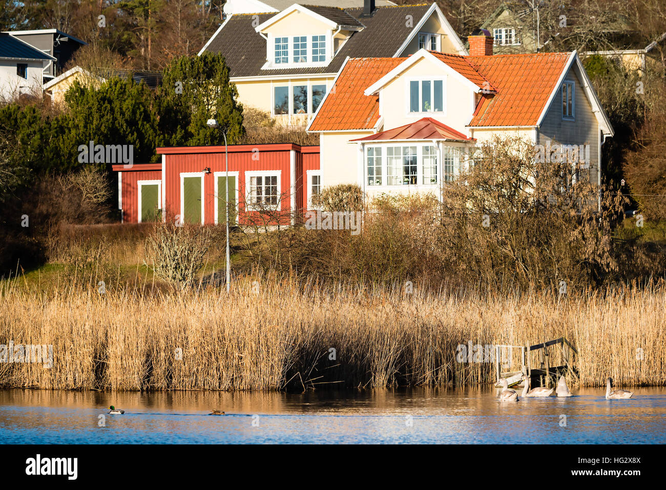 Ronneby, Sweden - January 2, 2017: Documentary of Swedish seaside lifestyle. Lovely home just by the sea with birds swimming outside. Lots of reed by Stock Photo