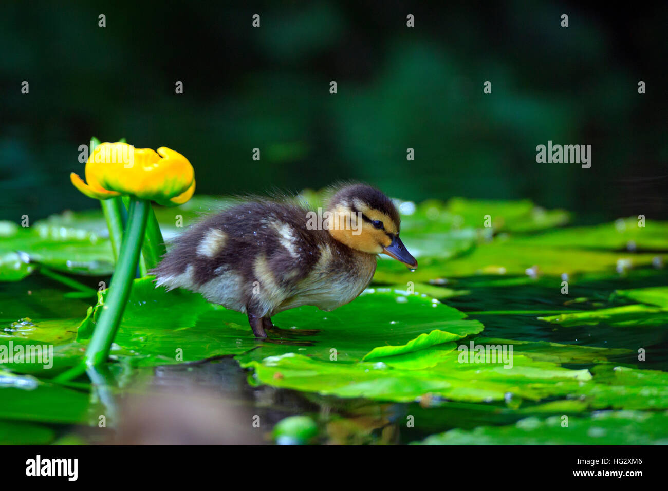 Very young fluffy and curious duckling exploring its pond environment. Good calendar image. Stock Photo