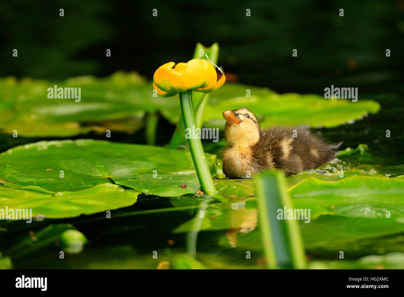 Very young fluffy and curious duckling exploring its pond environment. Good calendar image. Stock Photo