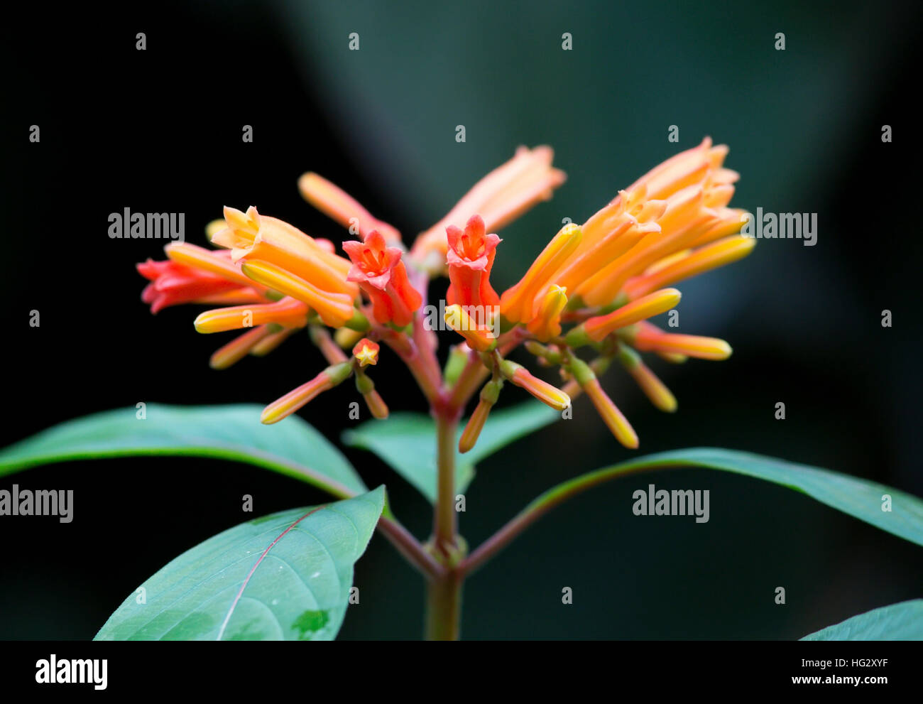 Firebush Flower, Scarlet Bush, Redhead closeup Stock Photo