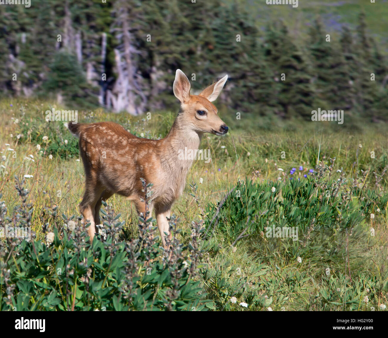Fawn standing in a field Stock Photo