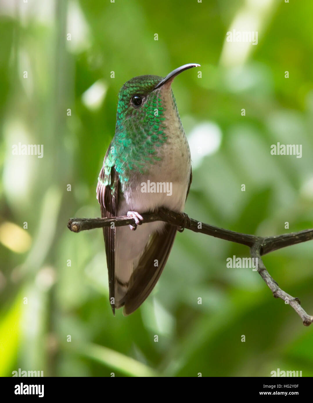 Coppery-headed Emerald Hummingbird (Elvira cupreiceps) Stock Photo