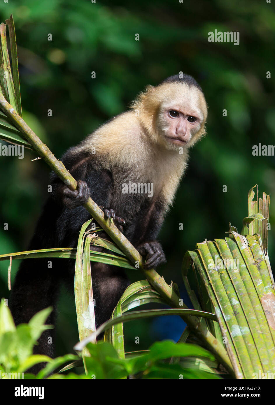 Capuchin White Faced Monkey Stock Photo - Alamy