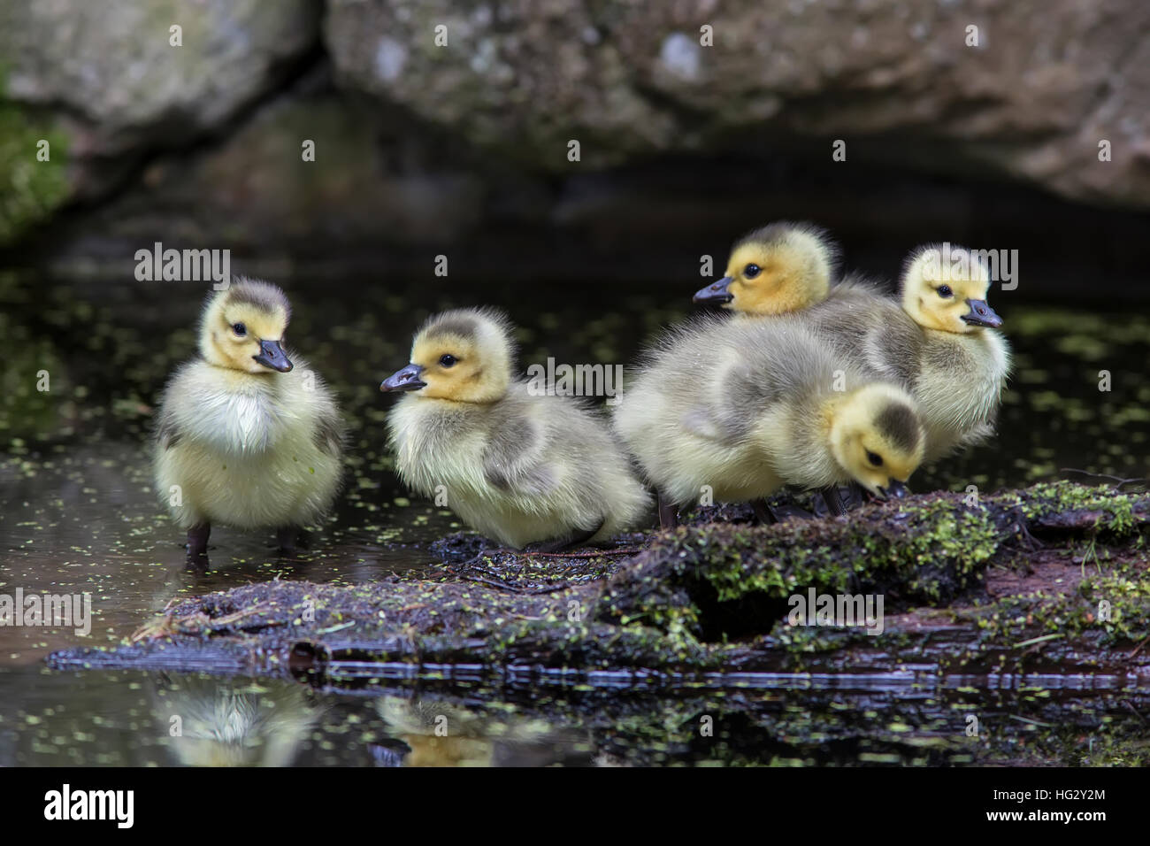 Canadian Goose Goslings Stock Photo