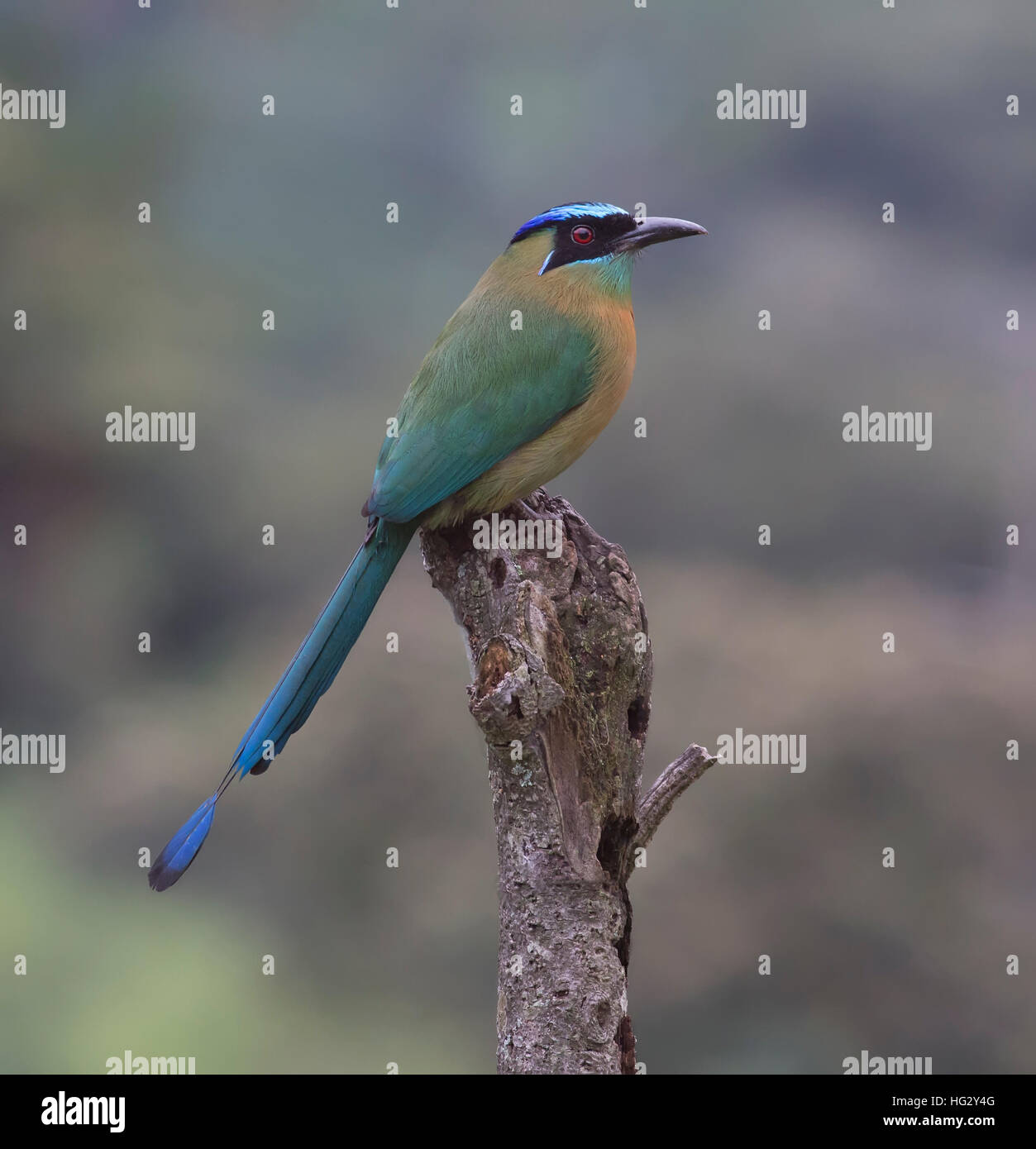 Lesson's Motmot perched on a stump Stock Photo