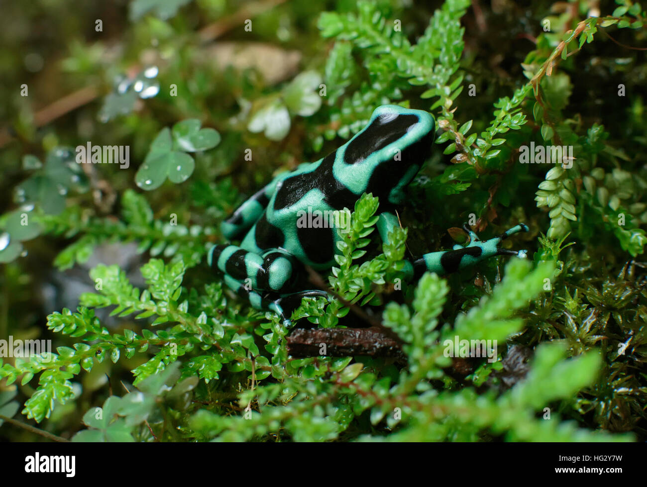 Black and Green Army Poison Dart Frog Stock Photo