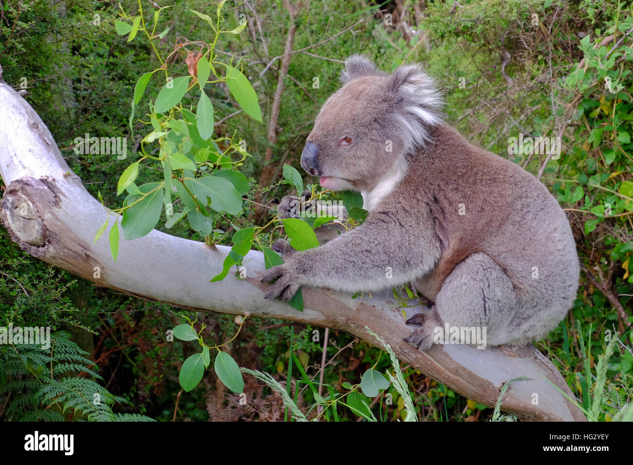 Html Koala Koala Male High Resolution Stock Photography and Images - Alamy