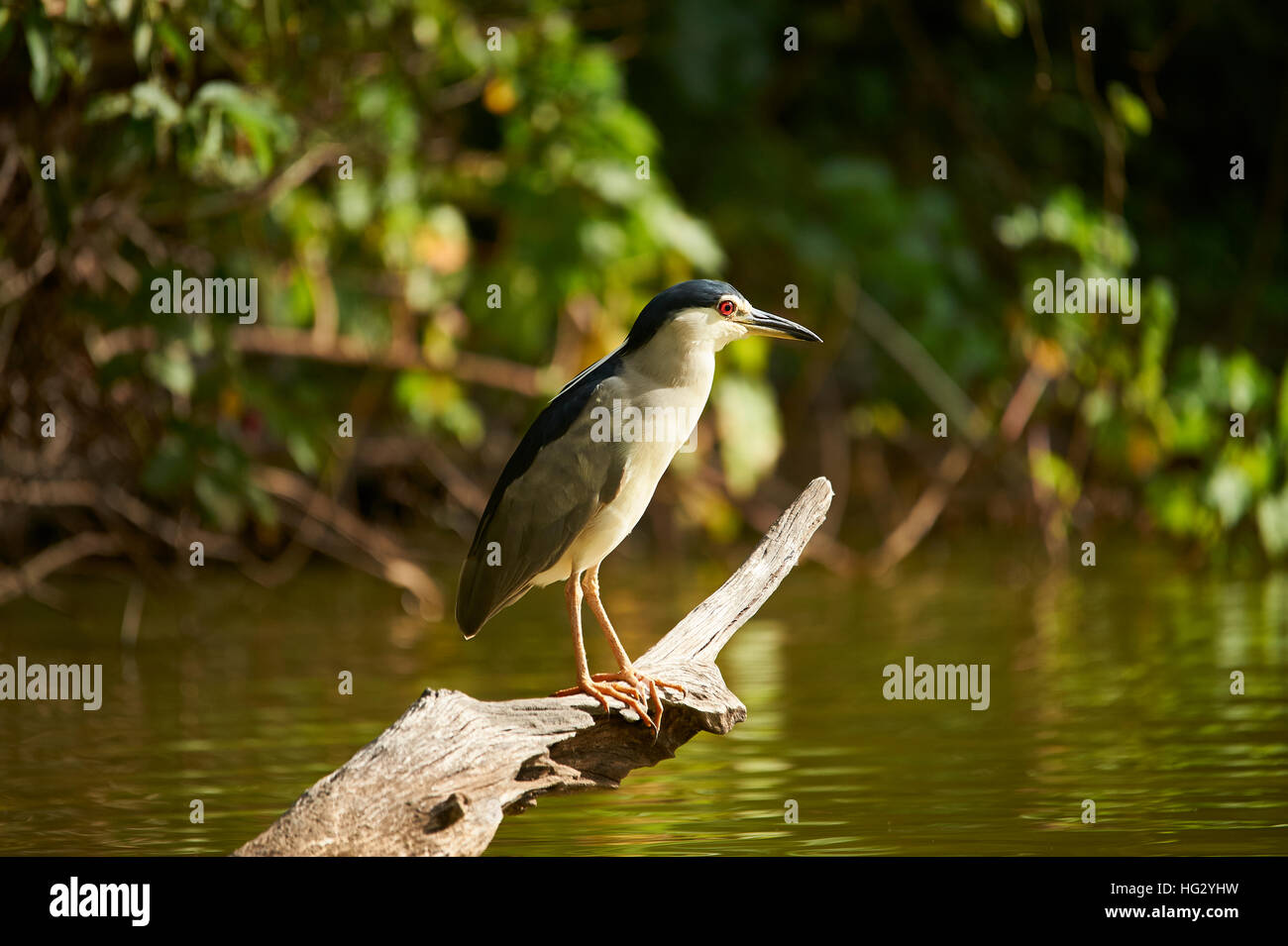 Black-crowned Night-Heron lurks for some food to pass by Stock Photo