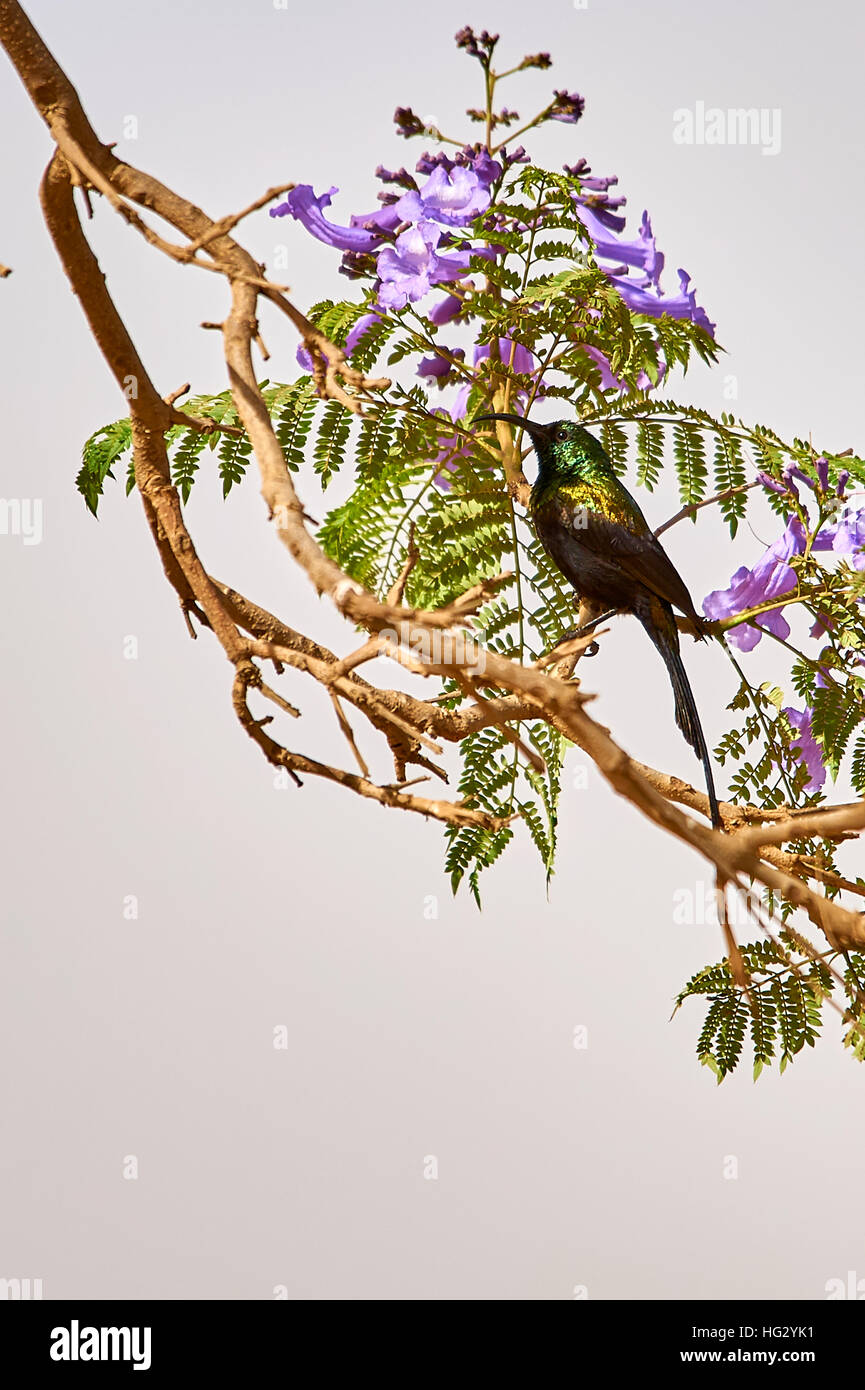 Bronzy Sunbird perching on a Jacaranda branch Stock Photo