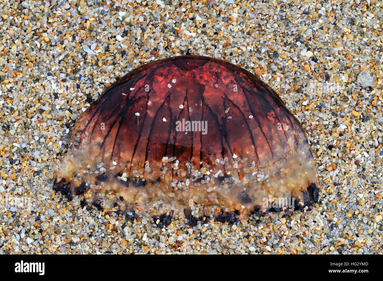 Dead compass jellyfish (Chrysaora hysoscella) washed on beach Stock Photo