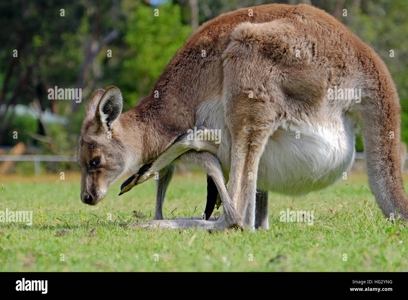 Pouch Stock Photos & Pouch Stock Images Alamy