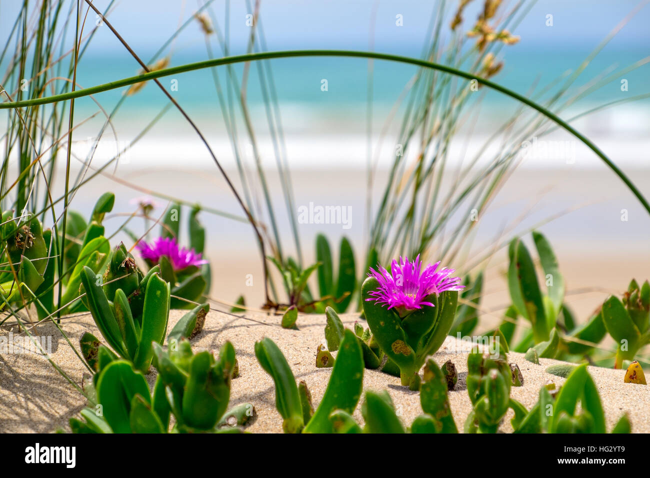 Sand dunes and plants at Apollo Bay on The Great Ocean Road, Australia Stock Photo