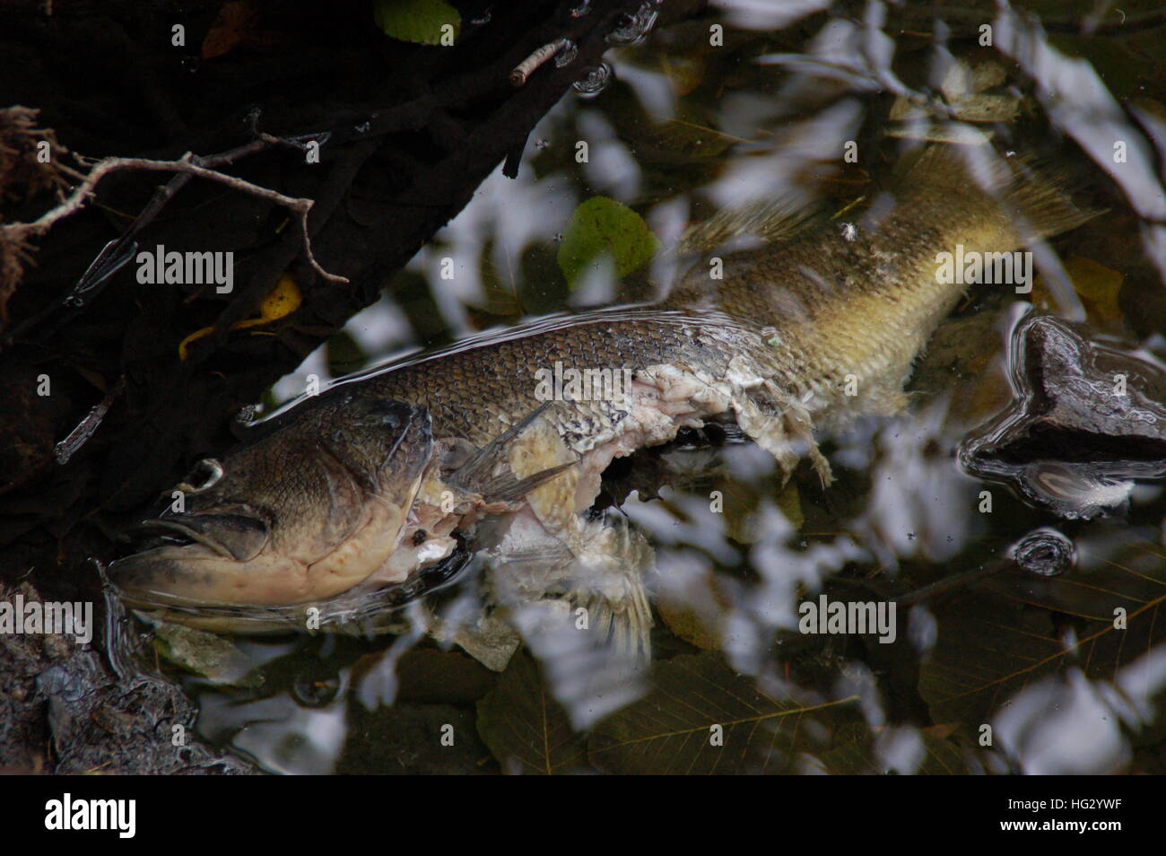 dead fish floating in water Stock Photo