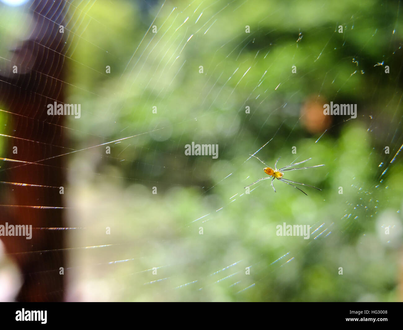Spider webbing Stock Photo