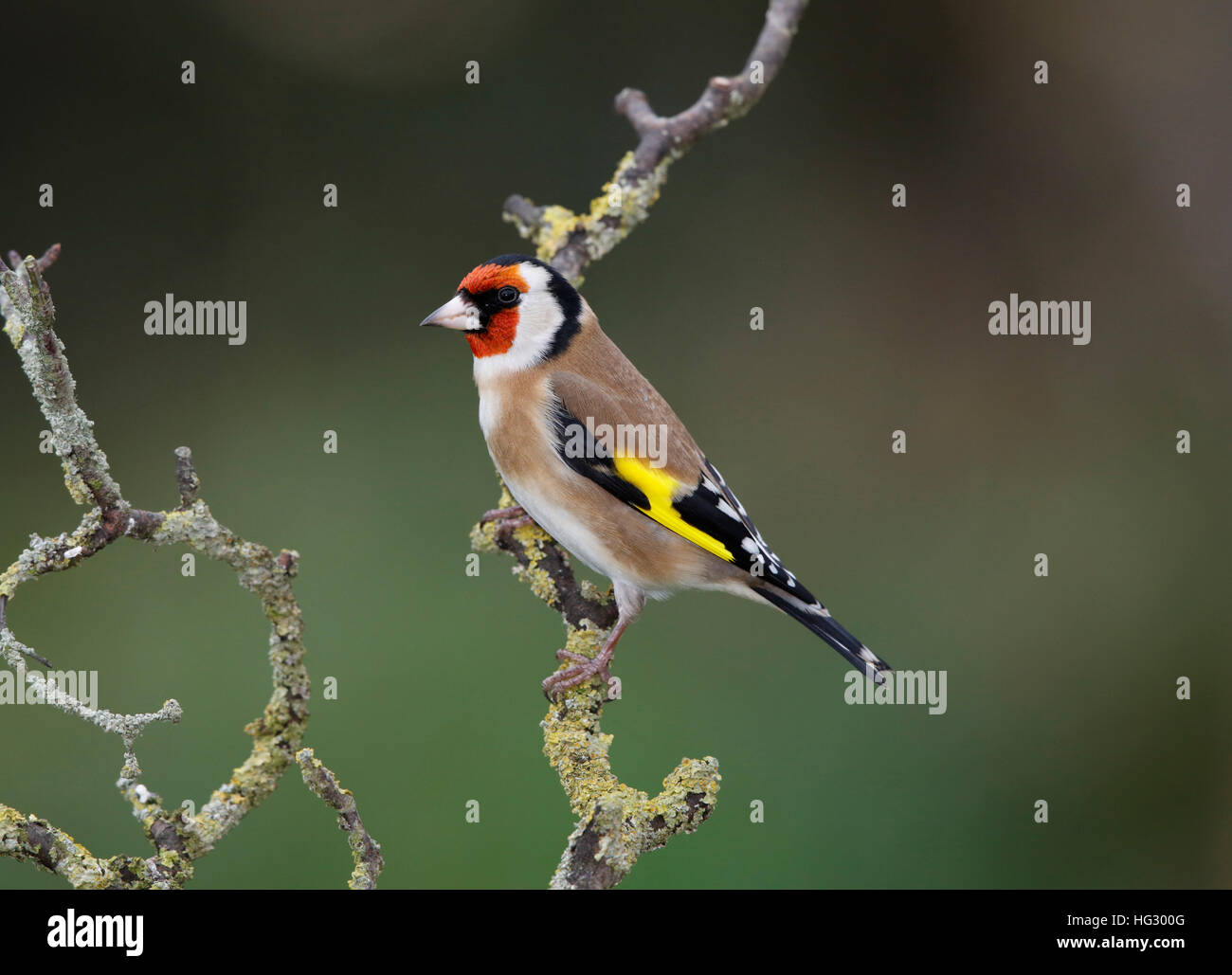 Goldfinch on a wet branch in winter, Welsh Borders Stock Photo